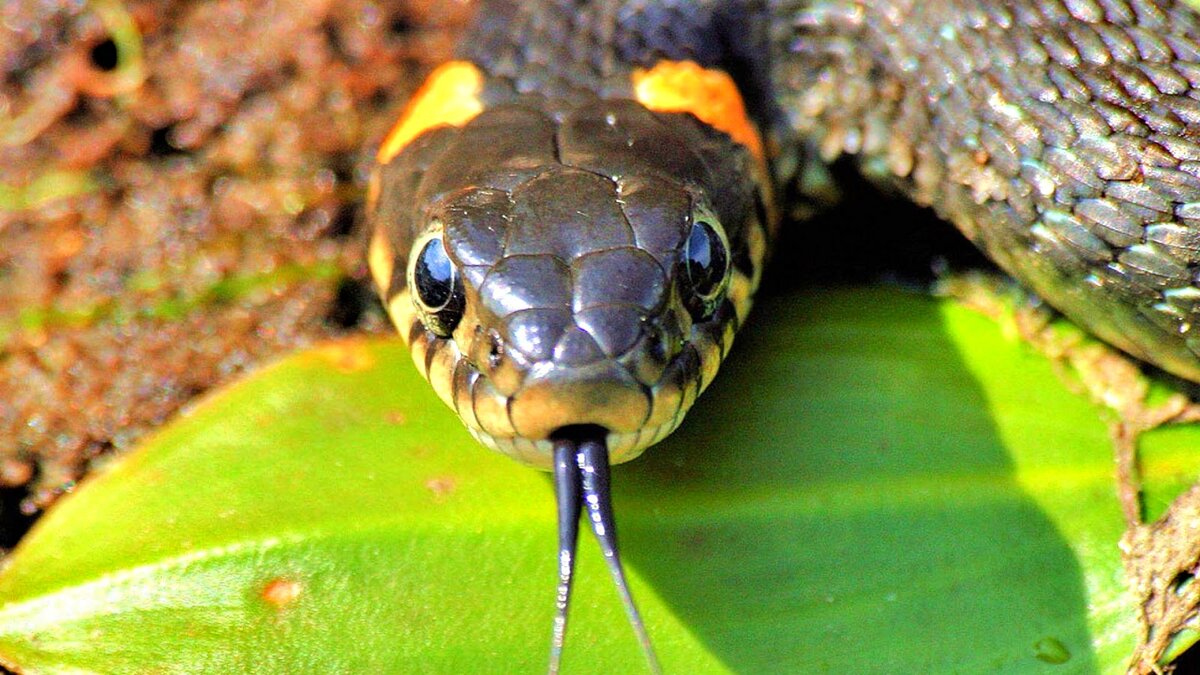 Уж обыкновенный