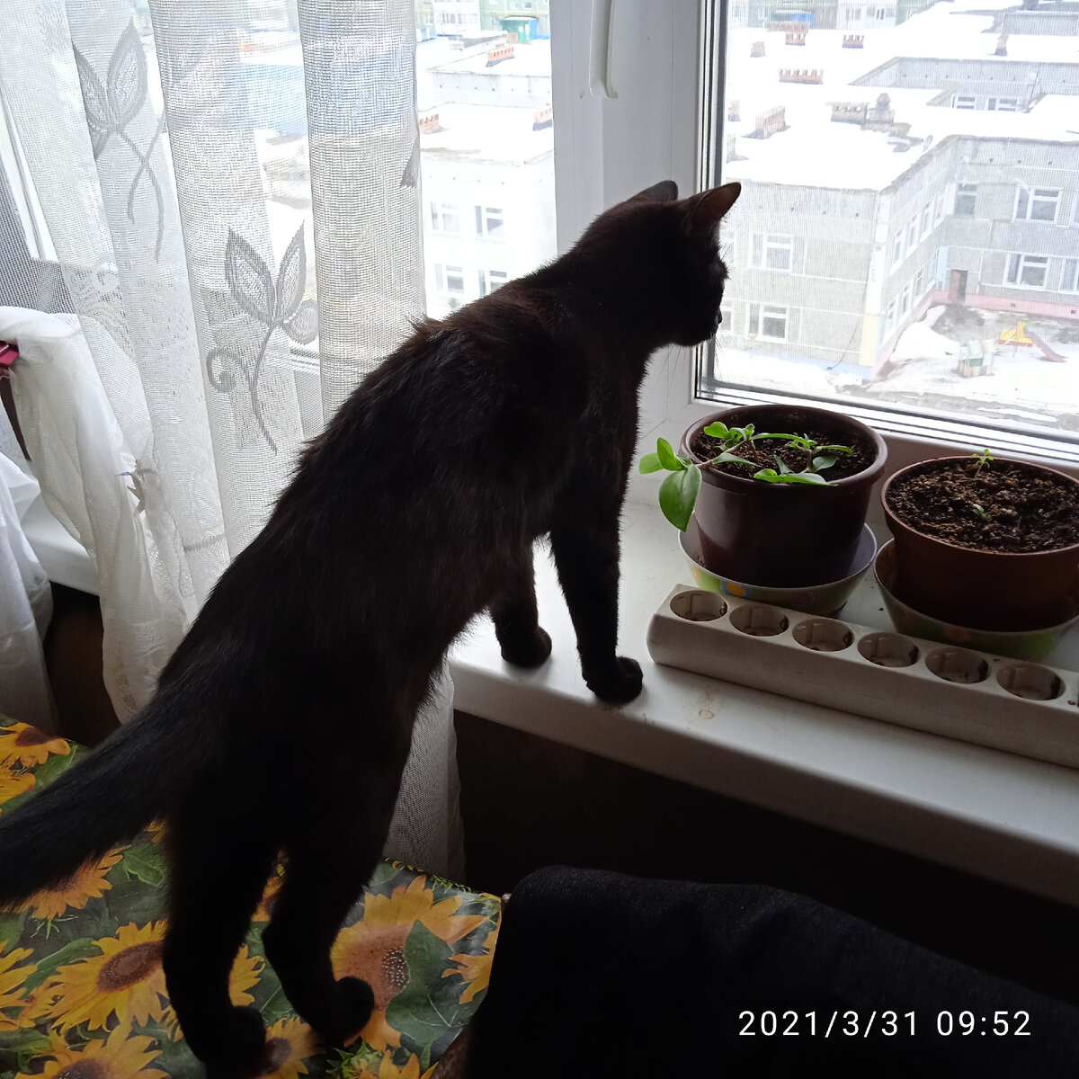 Ночка