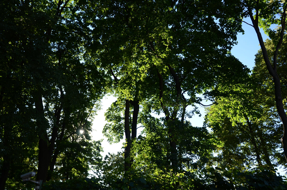 Летний сад. Фото из личного архива автора