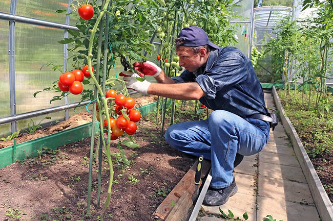 Как правильно пасынковать помидоры в теплице?
