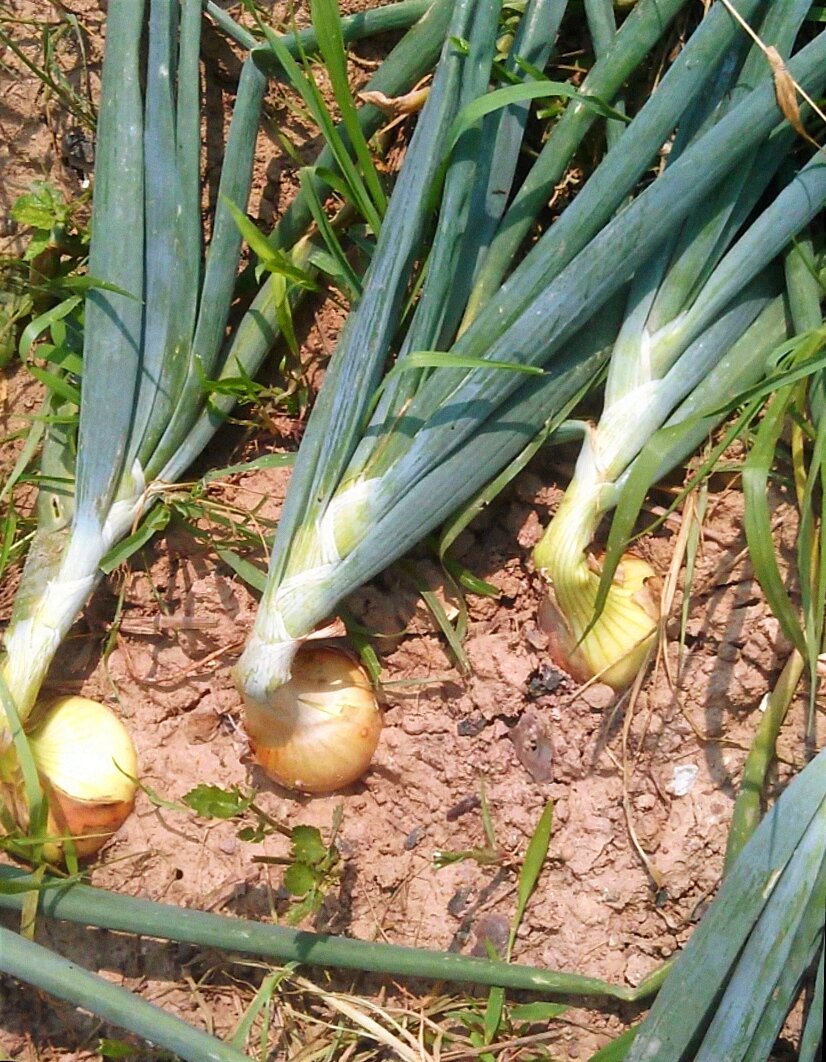 Листья легли на землю