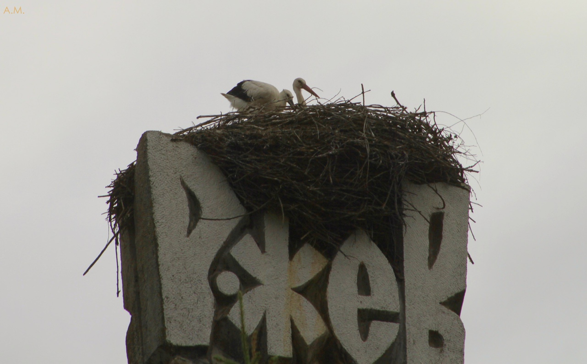 ежегодно на вершине стелы города аисты выводят своё потомство
