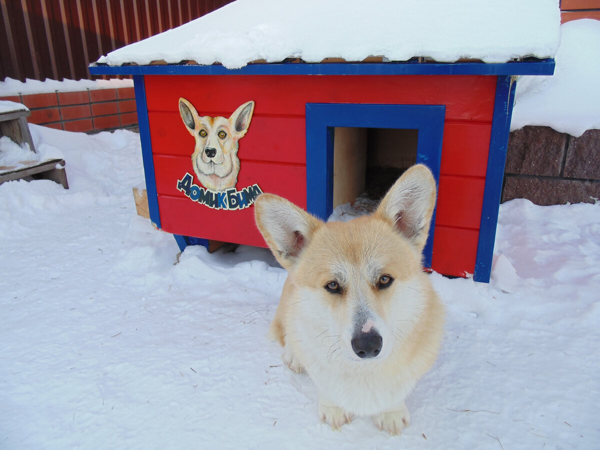 Родственники попросили сделать будку для своей собаки. До этого я никогда будки не делал.