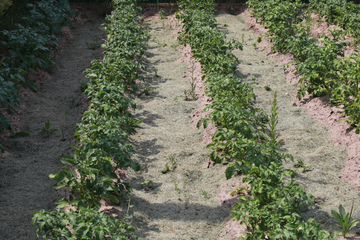 весь сезон 2021 мульчировал картофель газонной травой