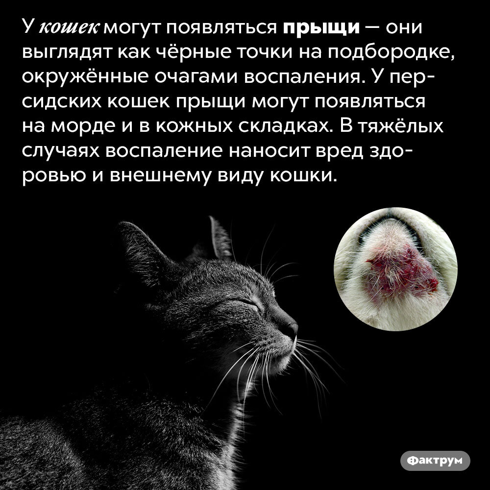 Подборка интересных фактов № 543 | Фактрум | Дзен