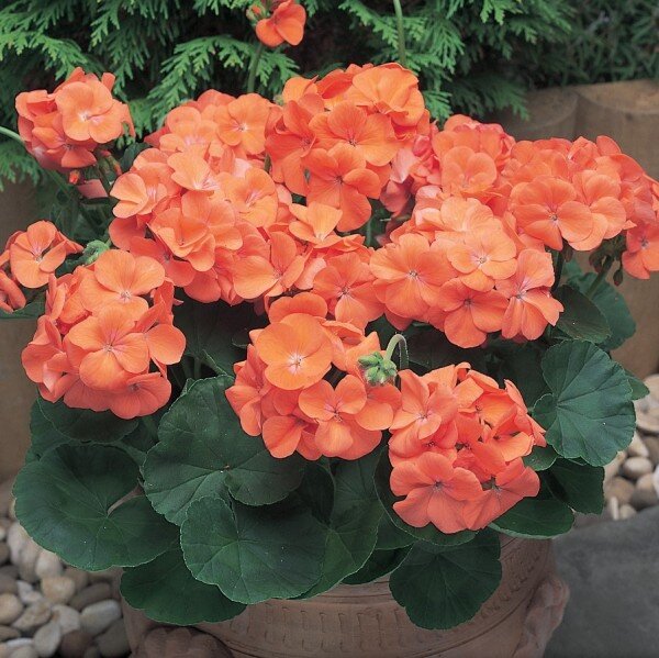 ОРАНЖЕВЫЕ ПЕЛАРГОНИИ ВО ВСЕЙ КРАСЕ