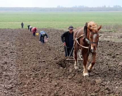 из открытых источников. Мы так тоже сажали!!!