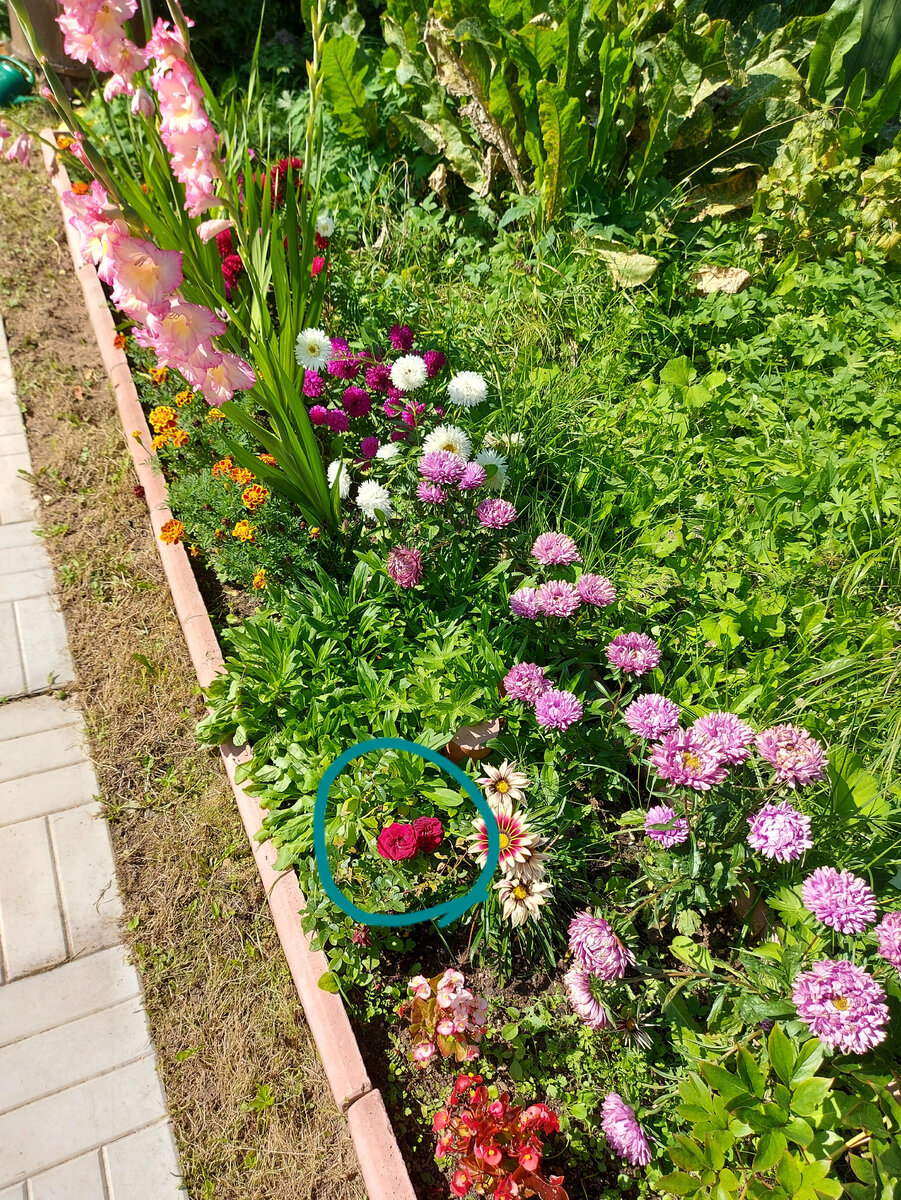 Цветы на нашей даче. Розочки мне подарили на 8 марта в горшке, они прижились и цвели всё лето. Видимо, от души подарили)))