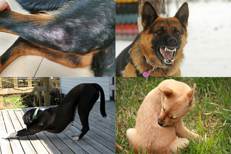 Признаки заражения блохами у собак