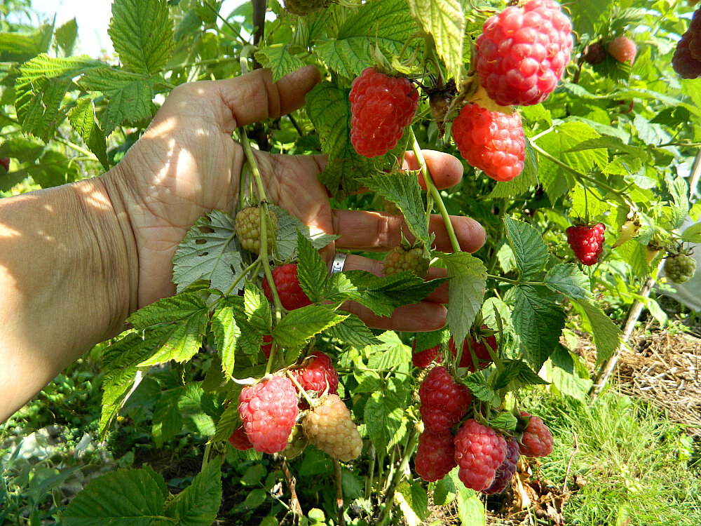 Урожай порадует