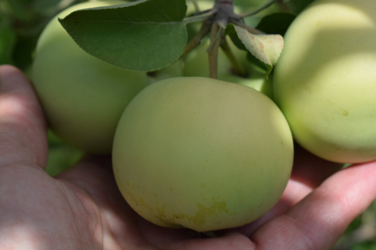 яблоки зеленые, сорт не знаю(фото автора)2021