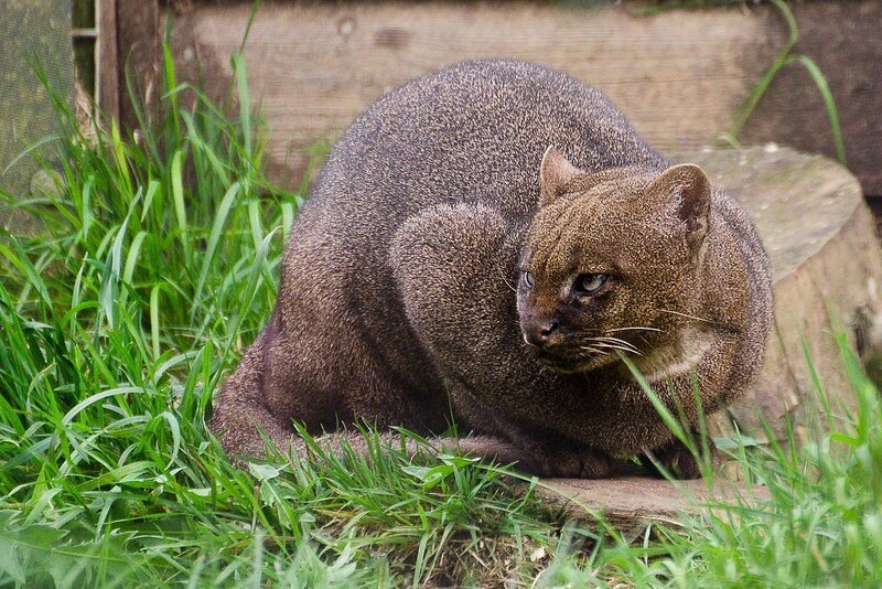 Герой нашей статьи 