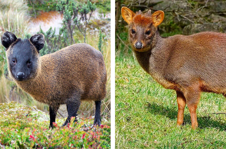 Северный пуду (Pudu mephistophiles) — слева. Южный пуду (Pudu pudu) — справа
