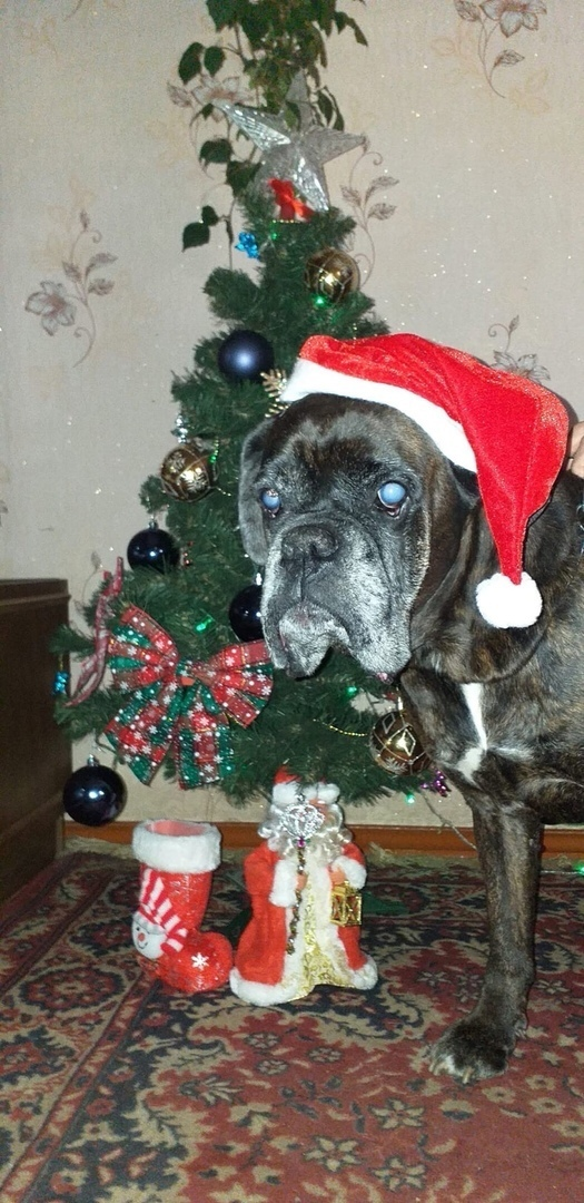 кто тут дед мороз