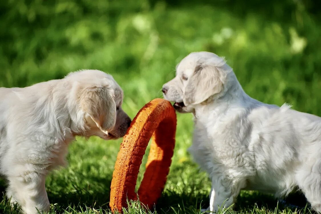 Щенки золотистого ретривера. Питомник «Эльмедано».