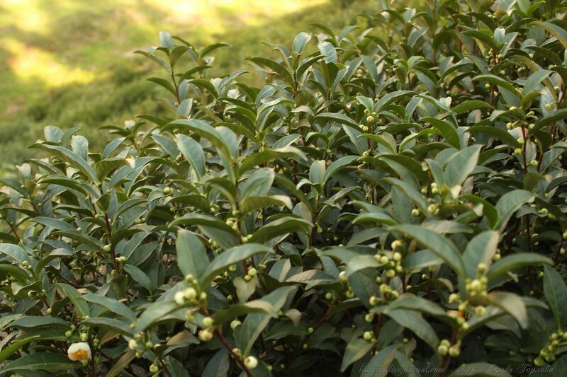 Скриншот с сайта инстаграм, автор anastasiastarkfoto