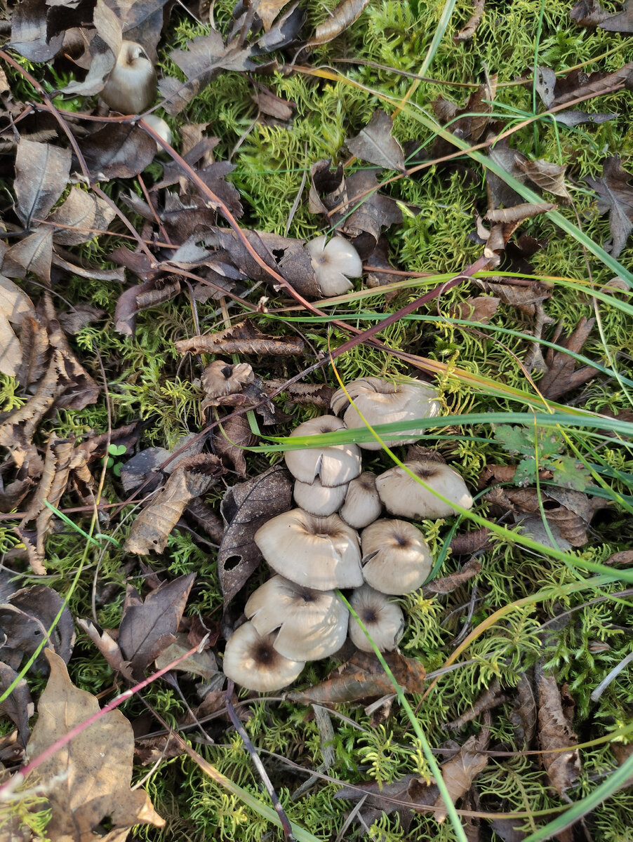 Красивые поганки