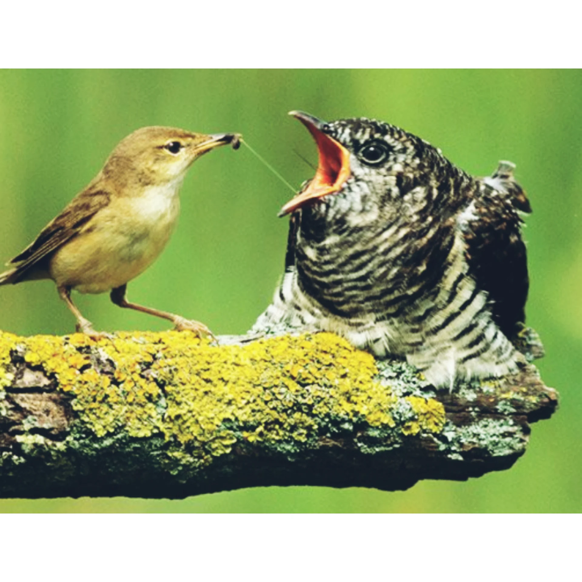 другая птичка. воробей. птицы ругаются. птица из гнезда. птенец кукушки слеток.