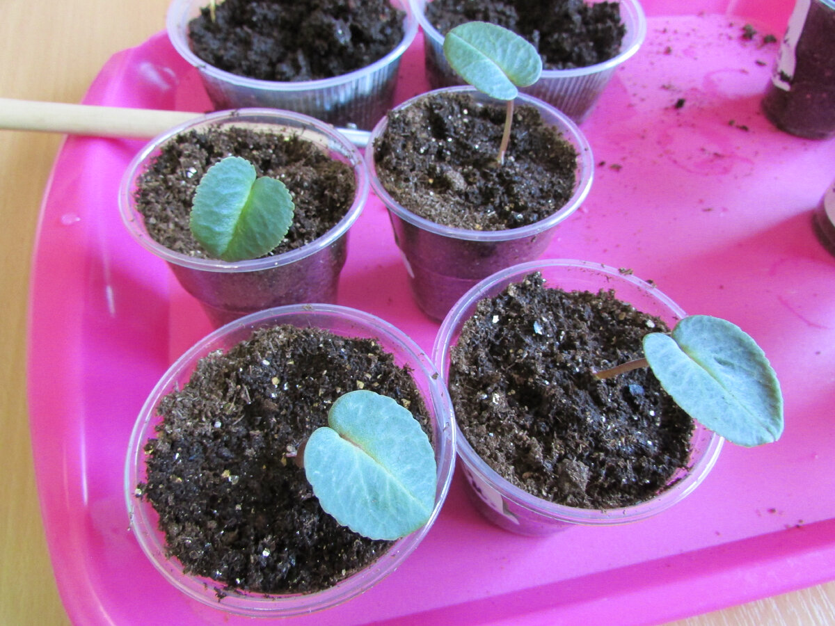 Распикированные цикламены