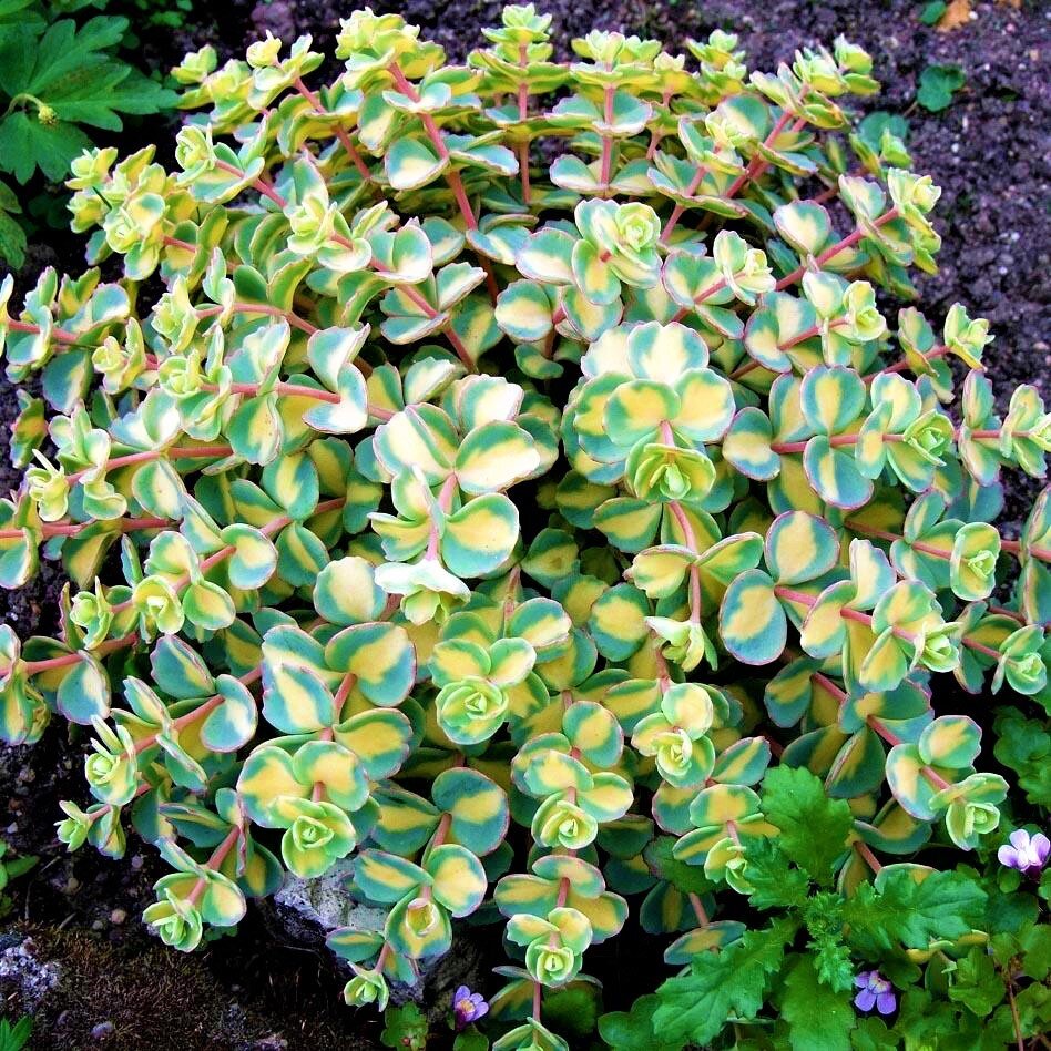 Яркий куст седума Mediovariegatum в открытом грунте. Фото с сайта: https://clck.ru/Yvd4H.