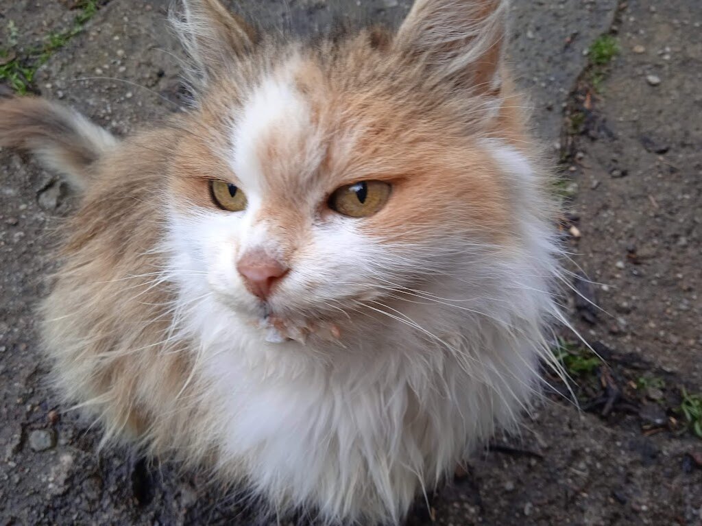 Последнее фото кошки, делала для другой статьи