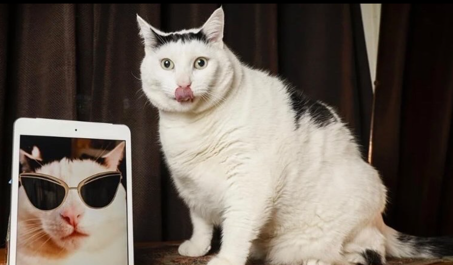 Фото: https://www.instagram.com/benderchonkycat_official/