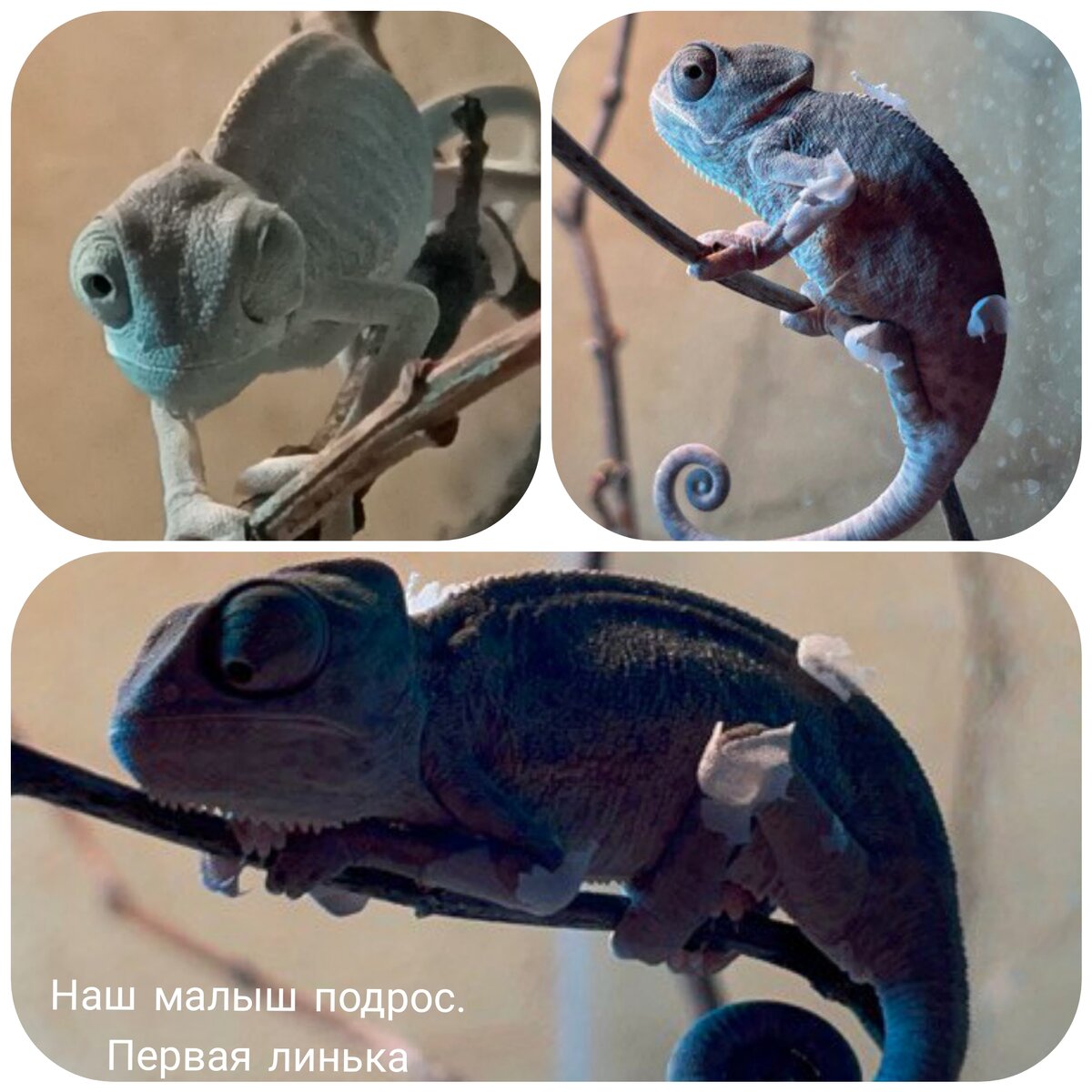 Линька не простой процесс. Но аппетит Фредди не пострадал. 