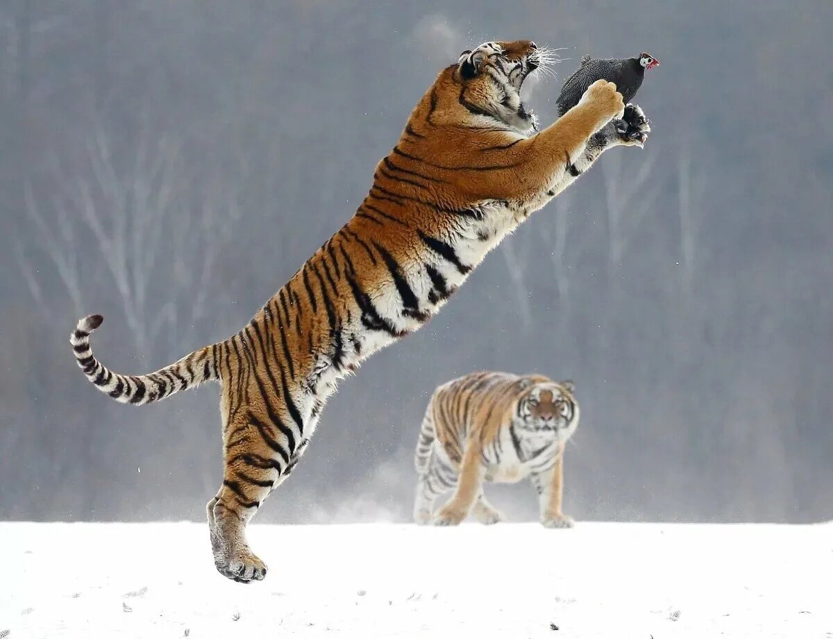 Амурский тигр: Молодым гигантам не хватает места в заповеднике. Растёт  уровень агрессии и шанс выхода к человеку | Книга животных | Дзен