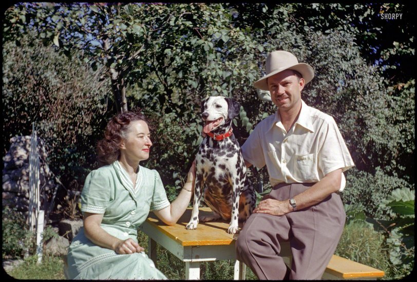 Сентябрь 1951. Семейные фото с далматином.