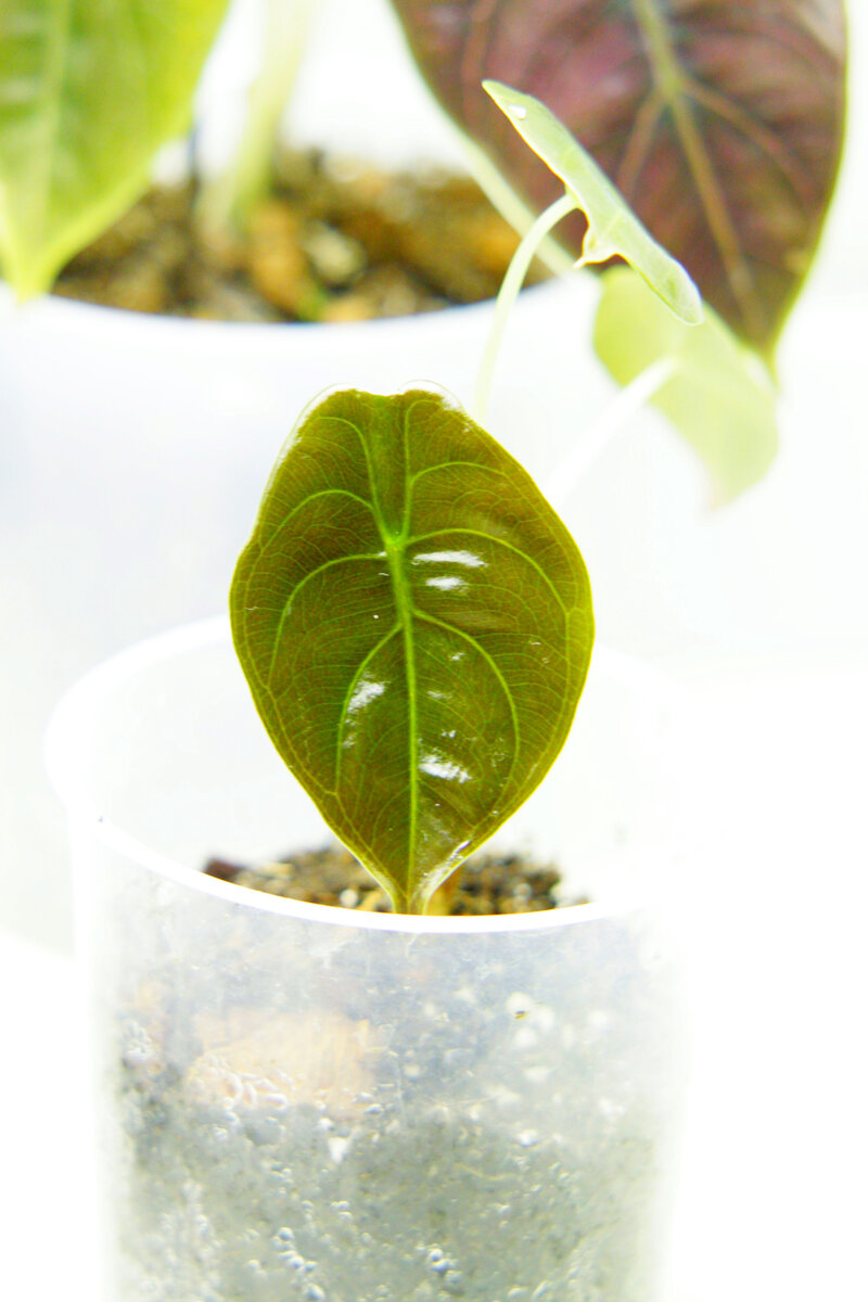 Alocasia Red Secret  Фото и коллекция автора masteritayaplants