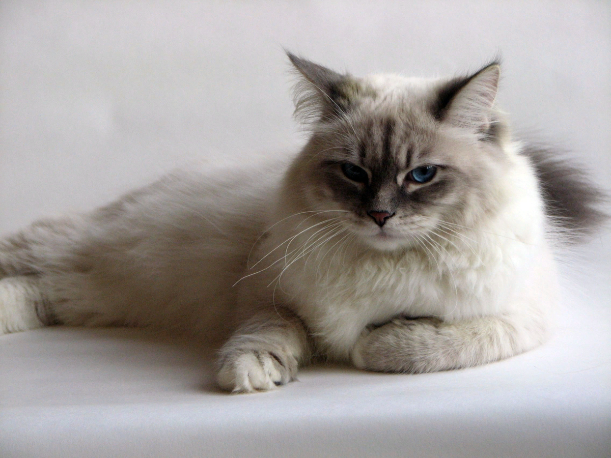 😻Невская маскарадная кошка — краса Петербурга. Полная инструкция по уходу  и содержанию | Нос, хвост, лапы | Дзен