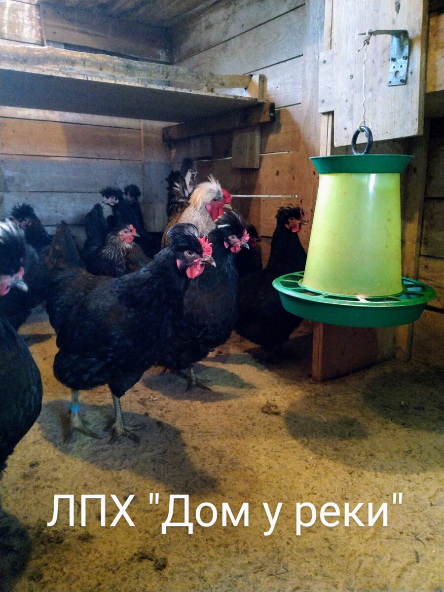 Под насестами фанерный поддон + на полу песок.