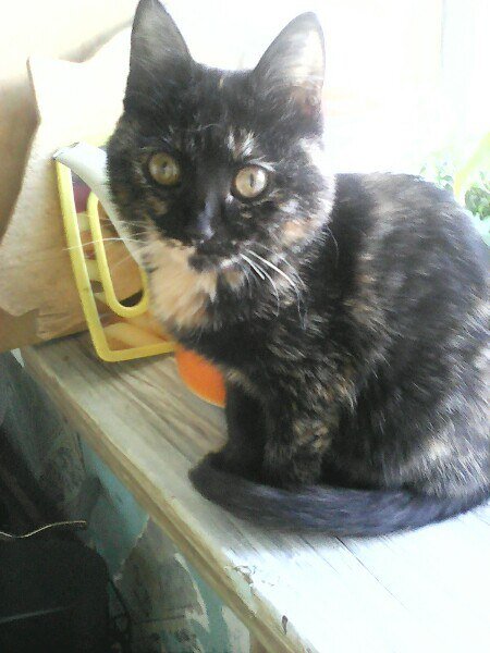 Подросшая Китти) Фото прислала новая хозяйка.