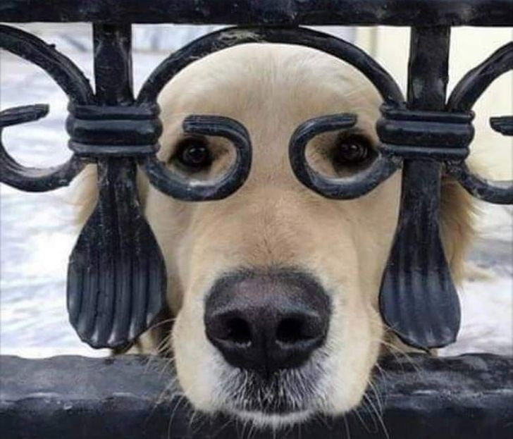 © totalinfonet / reddit