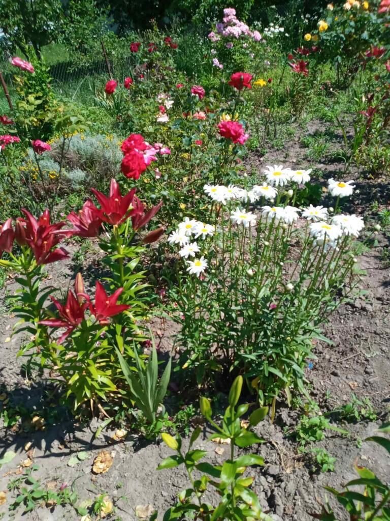 Это лето. Работа Е. Островской.