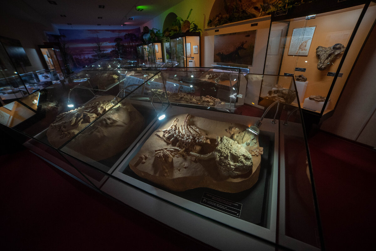 Собственно экспонаты