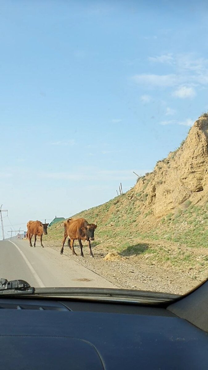 И, конечно, коровы на дороге. Куда без них?