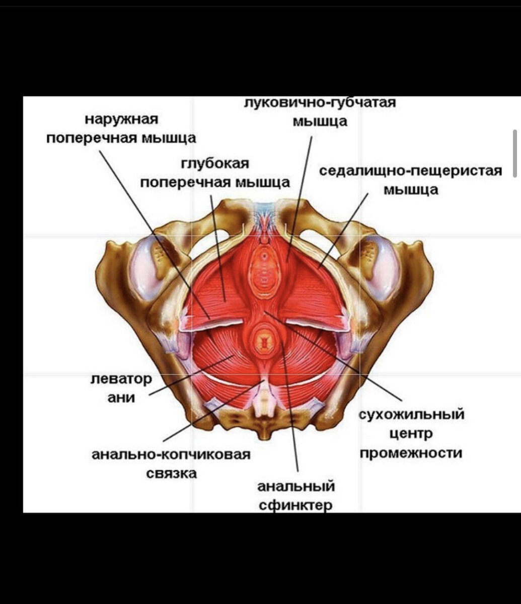 Мышцы тазового дна