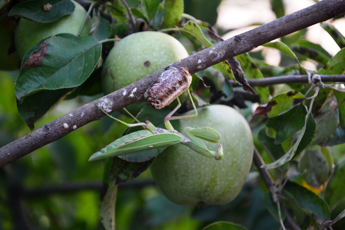 Богомол и атека на яблоне