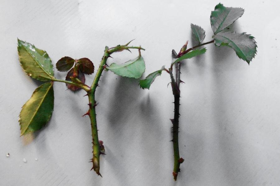 ФОТО «СПб ведомости»