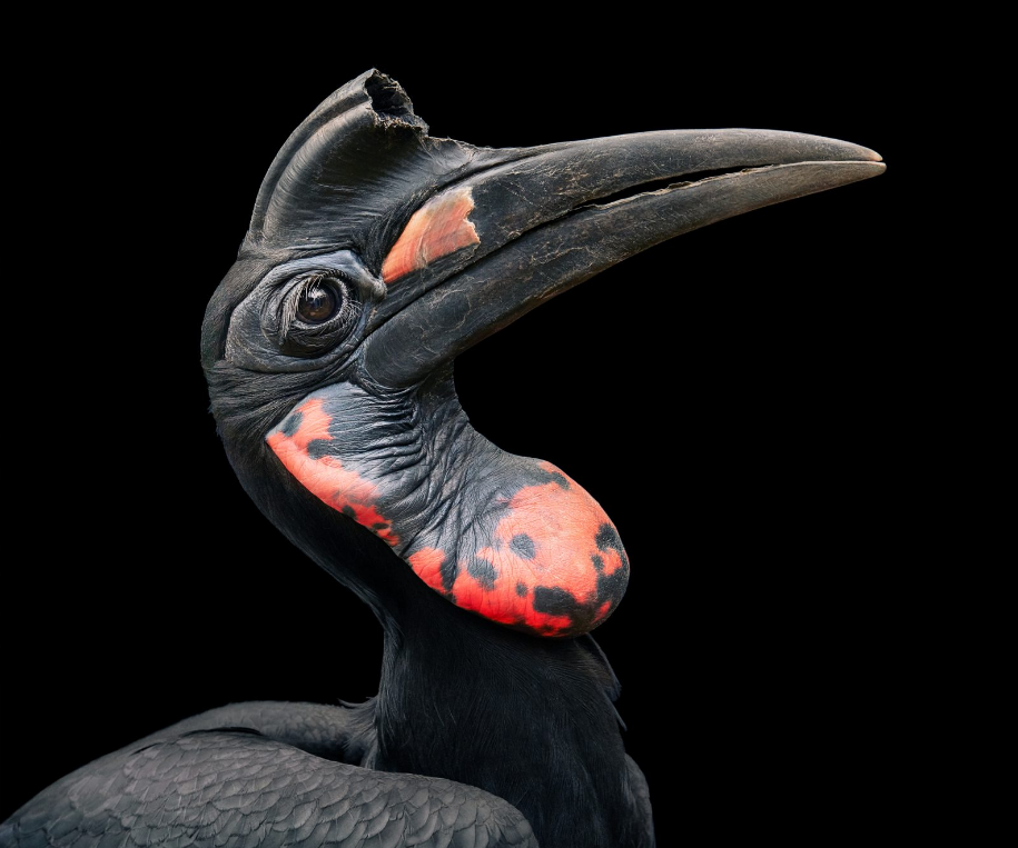 Красноногий ибис. Особая птица. Орлы забайкалья. Американская воробьиная пустельга. Священные птицы.