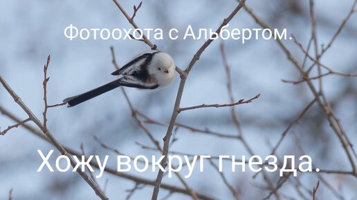 Фотоохота с Альбертом. Хожу вокруг гнезда.