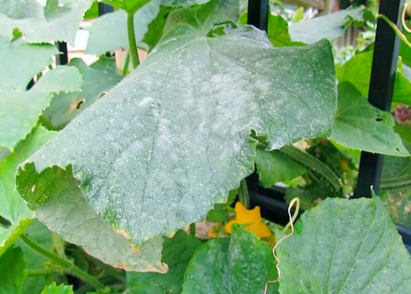 Мучнистая роса на листьях. Фото из открытых источников.