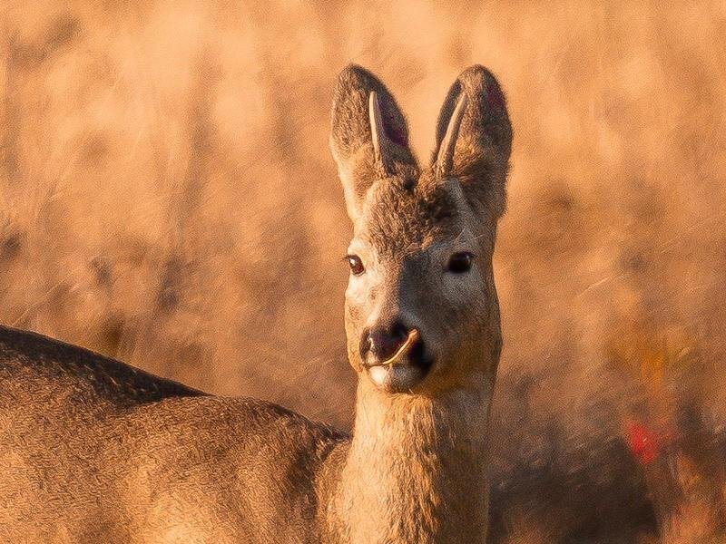 Фото А. Мурзаханова (сайт Первый Байкальский)