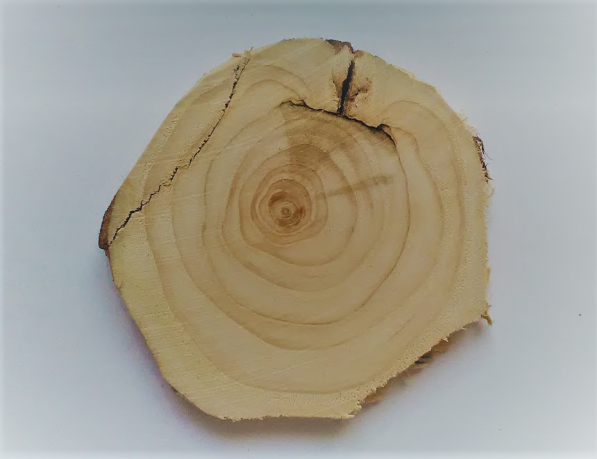 здесь наглядно видно, как дерево справилось с трещиной, заростило ее.