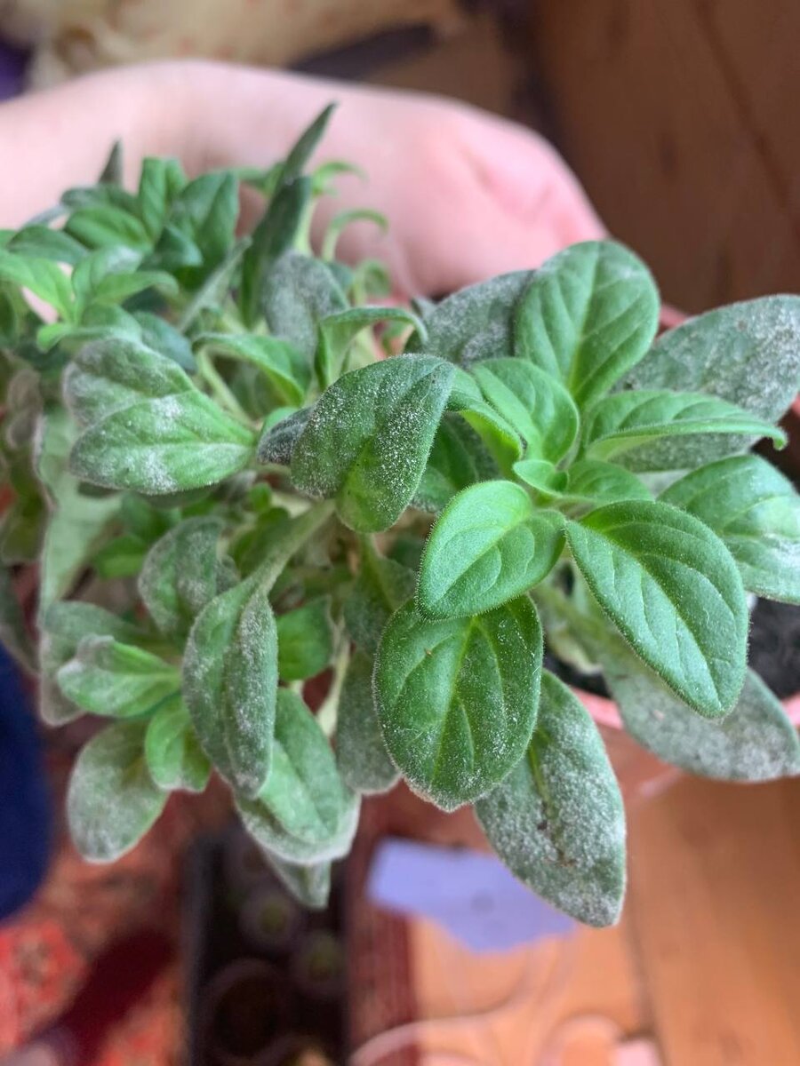 Так выглядит мучнистая роса на петунии