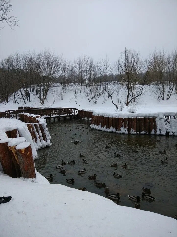 Московская зима. Очень люблю кормить птиц. что-то в этом есть