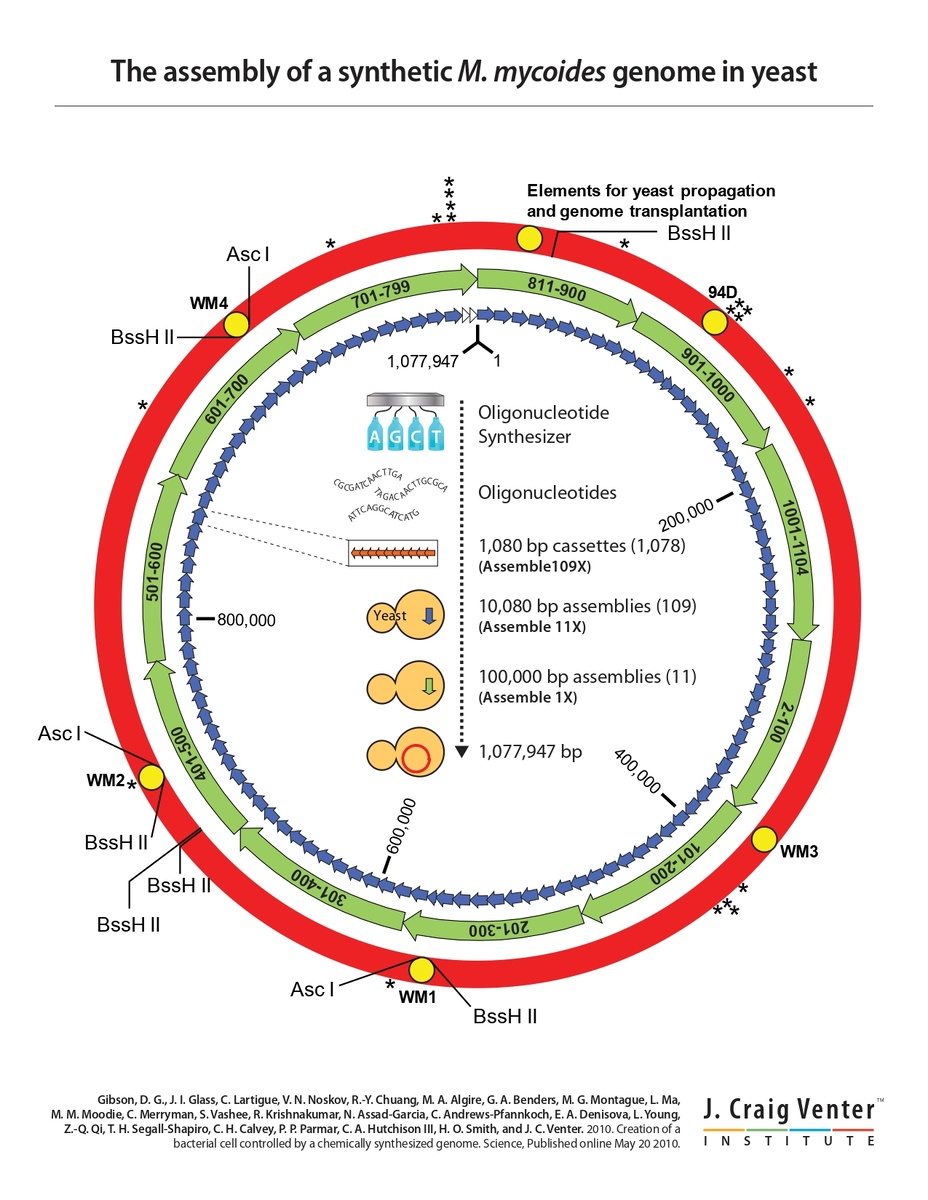 Синтетический геном  Mycoplasma.