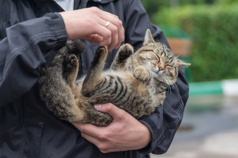 🐱В каких странах запрещено заводить или выгуливать домашних кошек и почему