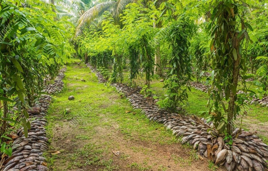 Плантации ванили.